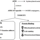 Re:Effect on Oxidative Stress of Aflatoxin and Protective Effect of Lycopen 이미지
