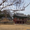 오리서원 | 회연서원 매화나무 실시간 개화 상황 성주 봄 산책 다녀온 후기