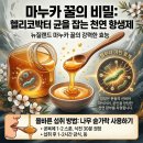 허니독(honey dog) | 헬리코박터균 잡는 천연 항생제 '마누카 꿀' 효능과 올바른 나무스푼 섭취법