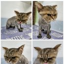 왔냥 또오개 네이버블로그