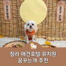 꿈꾸는숲유치원 | 청라 애견호텔 유치원 매번 믿고 맡기는 단골 꿈꾸는개