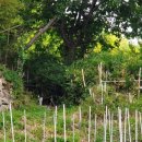 부티아블랙 이미지