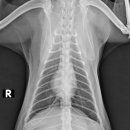 워너비 동물병원 이미지