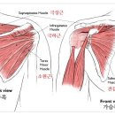 가슴 큰 여자들은 브라렛 입으면 높은 확률로 어깨에 문제 생긴다고 생각하는 달글 이미지