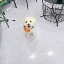 쵸코네묭실 이미지