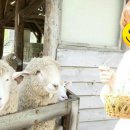 태정목장 이미지