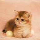 부산고양이분양 퍼스트캣 부산점 이미지