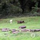 삼사석비 이미지