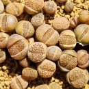 할리농장 이미지