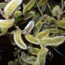 버들강아지 이미지