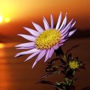 만남-행복한꿈 이미지