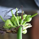 오소포연대 이미지