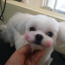 개 웃는날 이미지