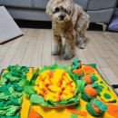 유스펫 | [내돈내산] 우리 강아지에게 농사 체험을? 노즈워크 매트 사용 후기