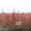대오염전 네이버블로그