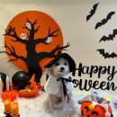 퍼피글랫 이미지