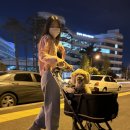 빅그램 | 낫쏘빅 토토 반려견 유모차(개모차) 🐾[내돈내산] 솔직 사용 후기!(+직접 태워보고 느낀 장단점)