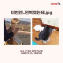 개웃기냥