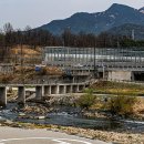 꽃이랑나무랑 | 명자나무꽃 접사 촬영 후기 색감 미쳤다