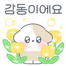 코코 반려견미용실 네이버블로그