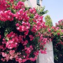 더블라썸