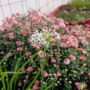 그리움 | [브런치 스토리] 연재 후기 ... 그리움