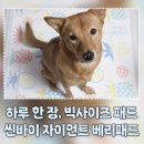 베리몰 | 배변패드대형 추천! 씬바이 자이언트 베리패드 내돈내산 후기