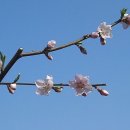 복사꽃피는마을 이미지