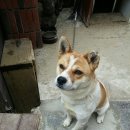 계룡길 벽돌가 이미지