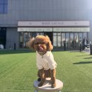 두리애견용품 | [의정부실내애견카페] 밤 늦게까지 운영하는 야외 테라스 애견동반 파스타 맛집 우프라운지