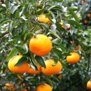 평안농장 이미지