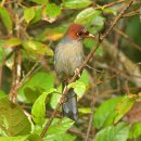 보르네오 섬의 새20 - Chestnut-hooded Laughingthrush 이미지