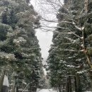 남조로사려니숲길 앞 이미지