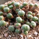 COP187 : Conophytum flavum ssp. novicium 이미지