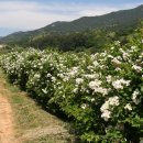 산청 뚝방길"제5회찔레꽃향기가득한세상 "에 초대합니다. 이미지