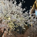 GS25 평택합정점 | [일상글] 합정 벚꽃길 다녀온 후기〰️🌸 4/1개화상황 | 마포구 벚꽃명소 합정,망원,상수