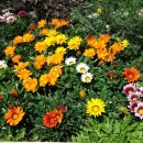 가자니아 이미지