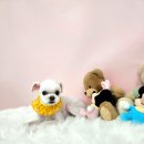 몽개몽개 애견미용실 이미지