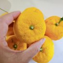 청용농장 | 감기예방, 고흥유자로 유자청 만드는 법(유자의 효능,제철,보관법)