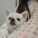 멍멍나래 이미지