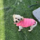 나유농장 | [전북/정읍] 전주 근교 애견동반카페 정읍카페 '햇빛정원' 솔직후기