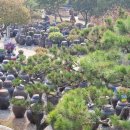 영농조합법인정원농장 이미지