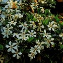 치자나무 Gardenia jasminoides for. grandiflora Makino,Gardenia jasminoides var. radicans Makino 이미지