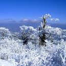 제278차 1월 정기산행(태백산) 이미지