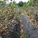 주)진농장 이미지