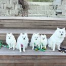 M(애견동반가능)모텔 | 가평 애견동반 캠핑장 사이트 넓고 깨끗한 모아이캠프 후기