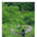 타샤의 정원 이미지