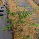 흥부 농장 이미지