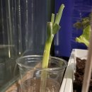 내돈내산 다이소 씨앗으로 베란다 텃밭 가꾸기🌱 (적상추,쑥갓 새싹 자람💚