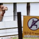 메르스 확산 '낙타 격리' 이미지